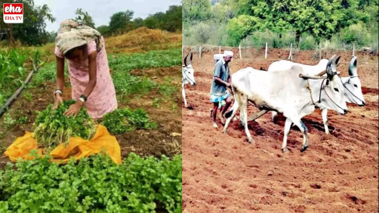 Eruvaka Pornami : ఇవాళే ఏరువాక పౌర్ణమి... దుక్కిదున్నడానికి రైతులు సిద్ధం!