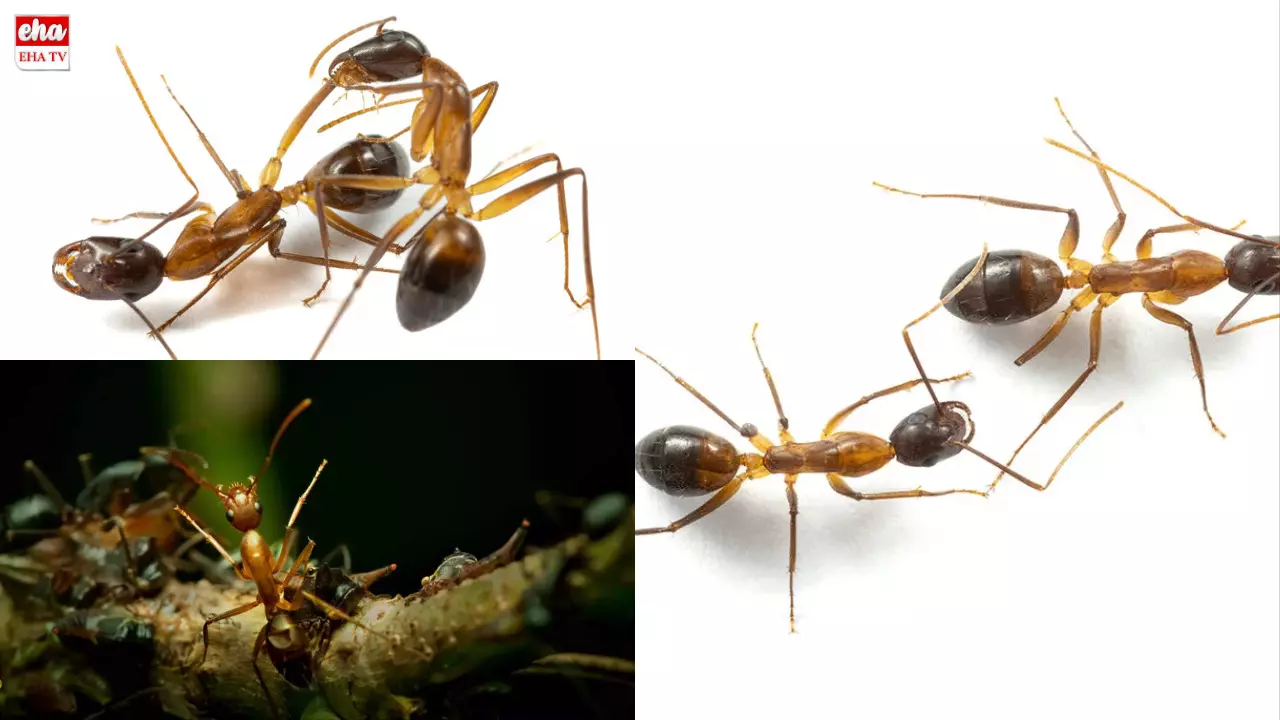 Ants Perform surgery : చీమలు మనలాగే సర్జరీలు చేస్తాయట! తోటి చీమలను రక్షించుకుంటాయట!