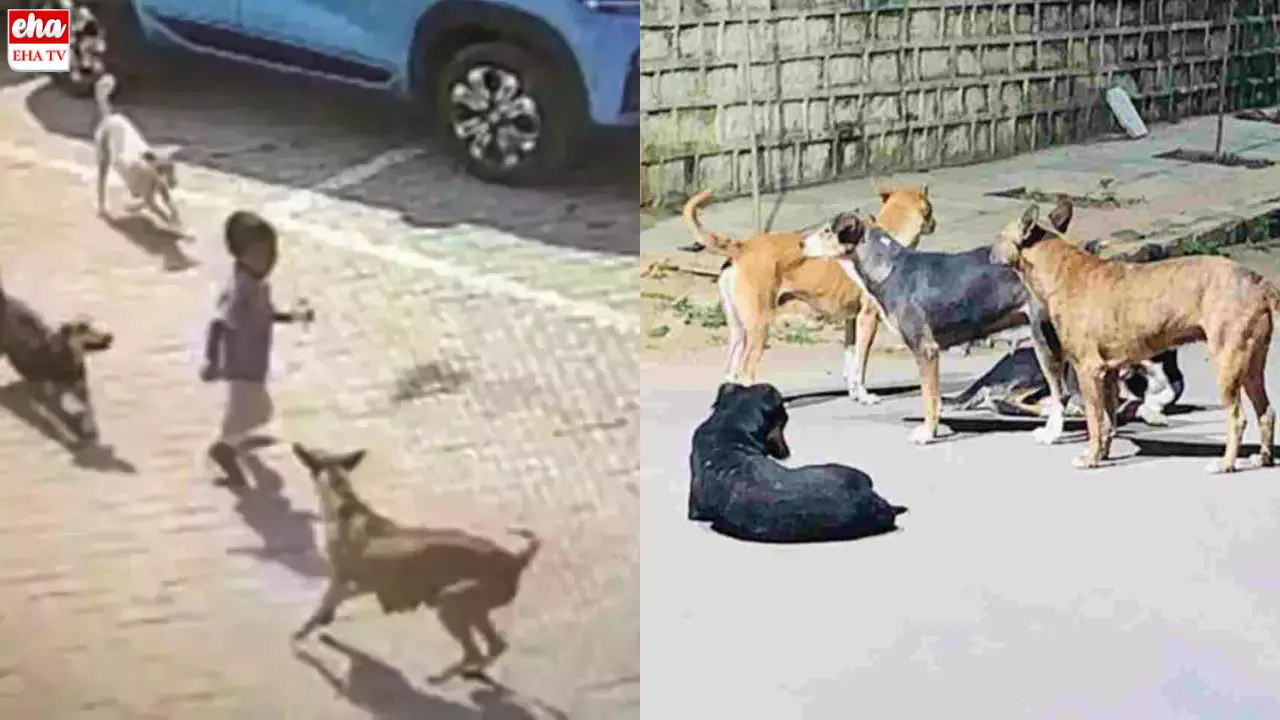 Stray Dogs : రెండు రోజుల వ్యవధిలో 30 మందిని గాయపరచిన కుక్క