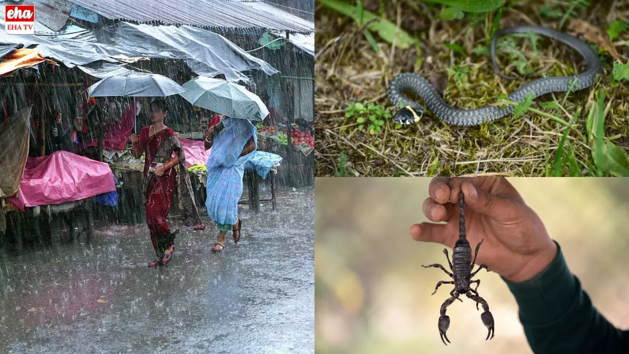 monsoon Remedies : వర్షాకాలంలో పాముల బెడద నుంచి ఇలా కాపాడుకోండి!