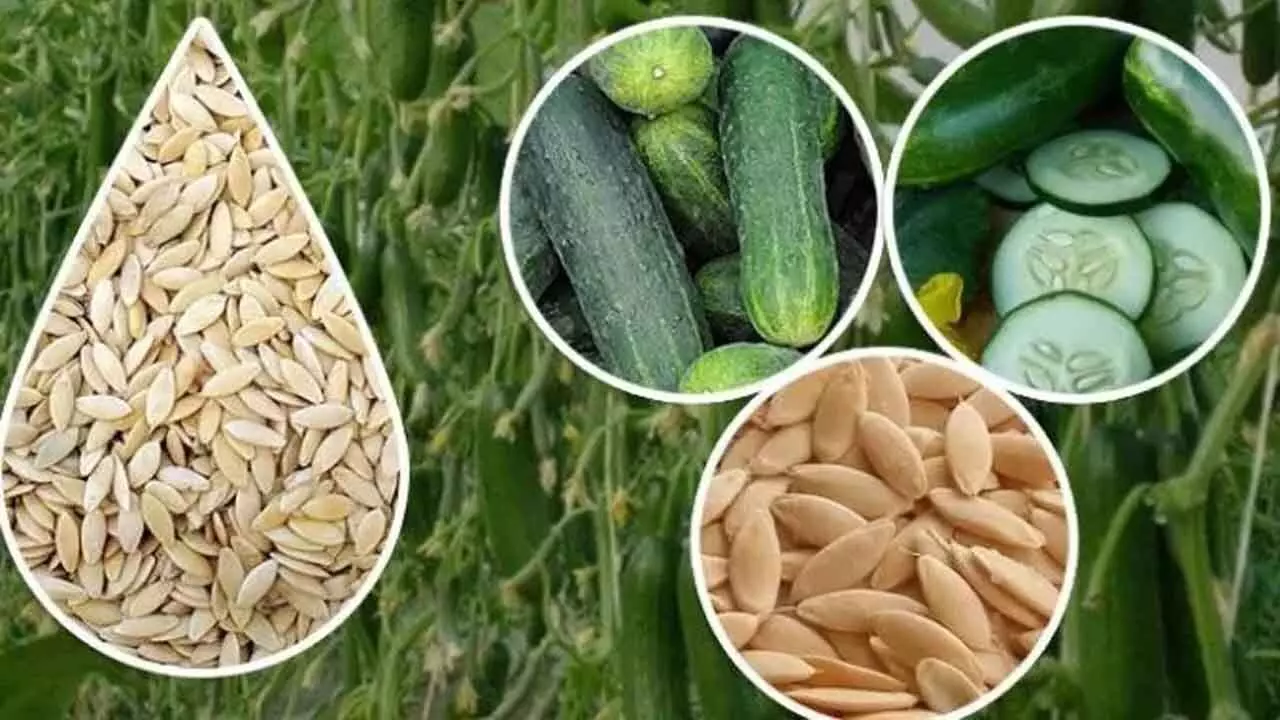 Health Benefits of Cucumber Seed : ఈ విష‌యాలు తెలిస్తే దోస‌కాయ గింజ‌లు అస‌లు ప‌డేయ్య‌రు..!