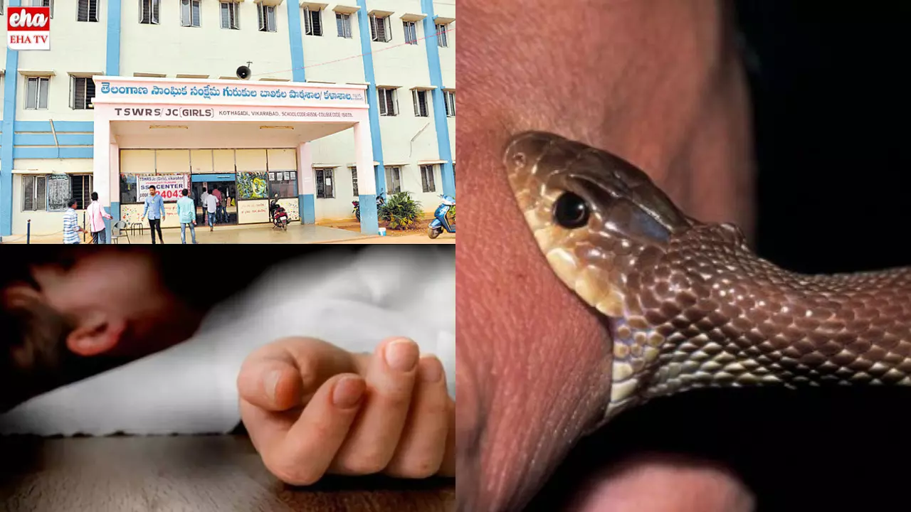 Snake Bite:గురుకుల హాస్టల్‌లో ఇద్దరు విద్యార్థులకు పాముకాటు, పరిస్థితి విషమం