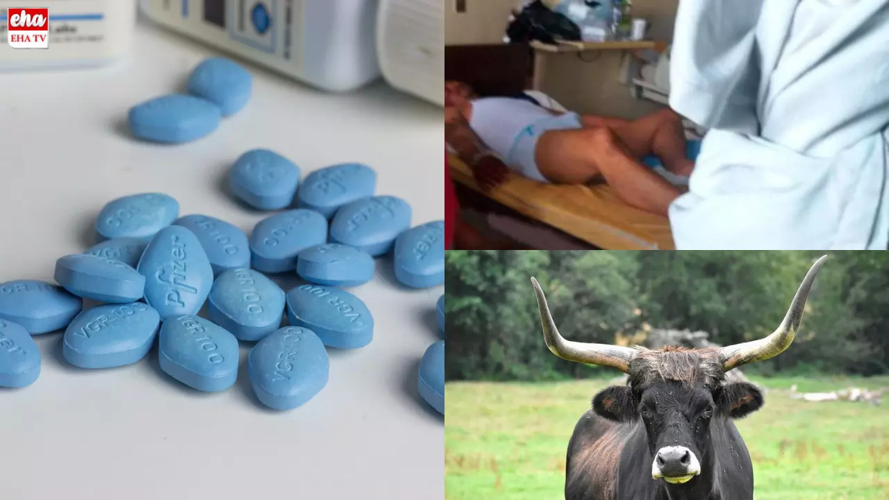 Man Ate Bull Viagra : మహిళతో శృంగారం కోసం వయగ్రా వేసుకున్నాడు.. తీరా చూస్తే..!