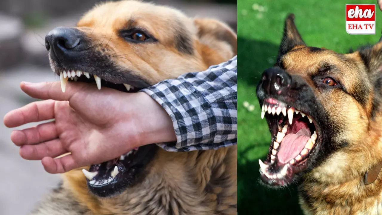 Dog Bite Cases In India:ఏడాదిలో 30 లక్షల మంది కుక్కకాటు బారినపడ్డారు!