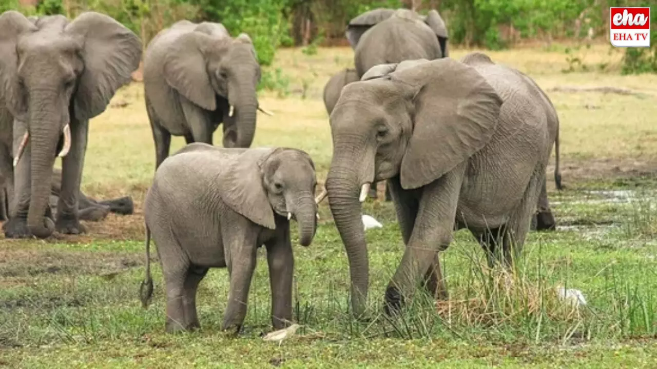 World Elephant Day : నేడు ప్రపంచ ఏనుగుల దినోత్సవం... ప్రత్యేకమేమిటంటే..!