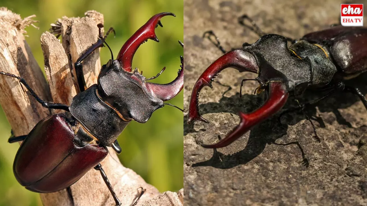 Stag Beetle : కోటి రూపాయల కీటకం దొరికింది!