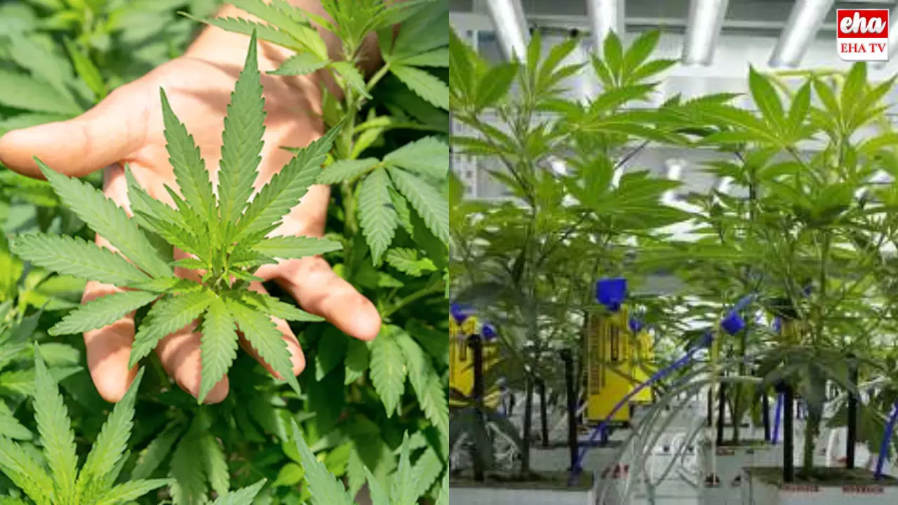 Cannabis Cultivation : హిమాచల్‌ప్రదేశ్‌లో ఇకపై గంజాయి సాగు చేసుకోవచ్చు!