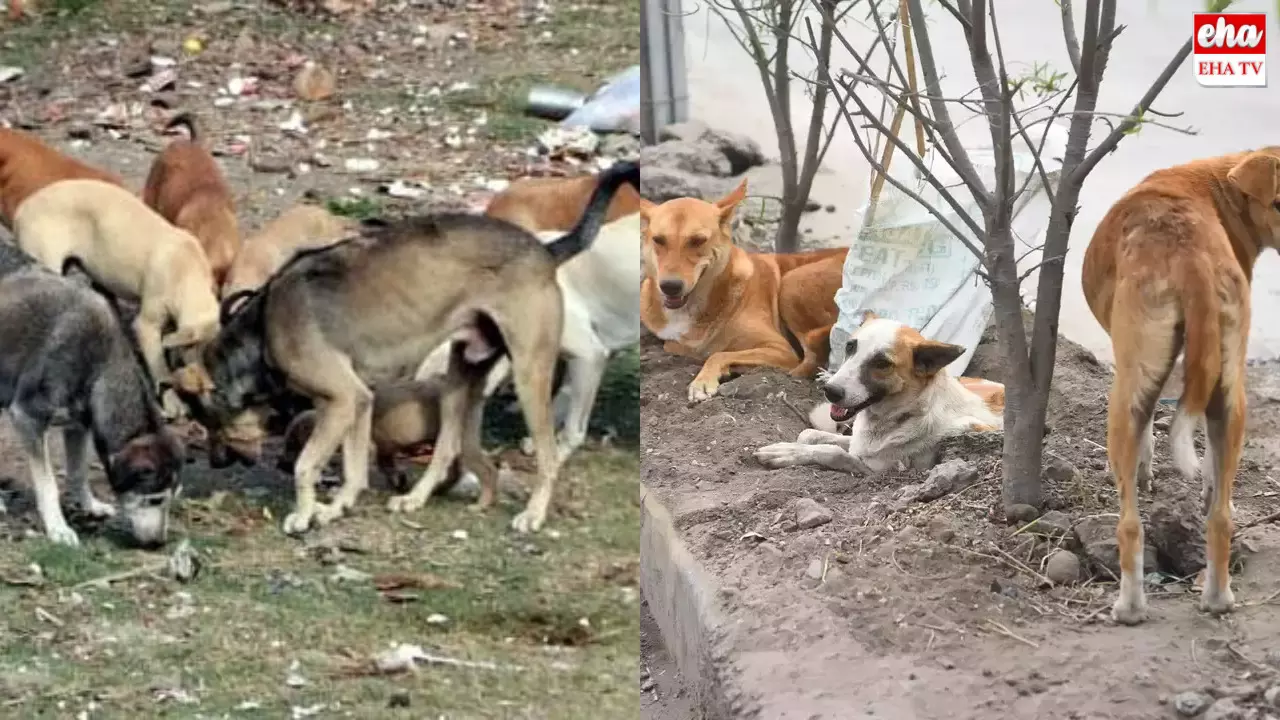 Street Dogs : ఘోరాతిఘోరం.. పది నెలల బాలుడిని పీక్కుతిన్న వీధికుక్కలు