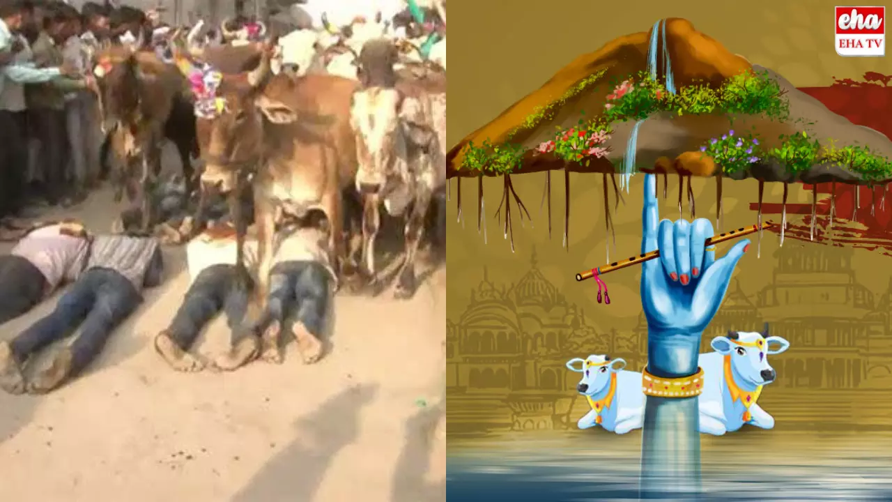 Govardhan Pooja : ఆవులతో తొక్కించుకుంటారు...ఎందుకంటే..!