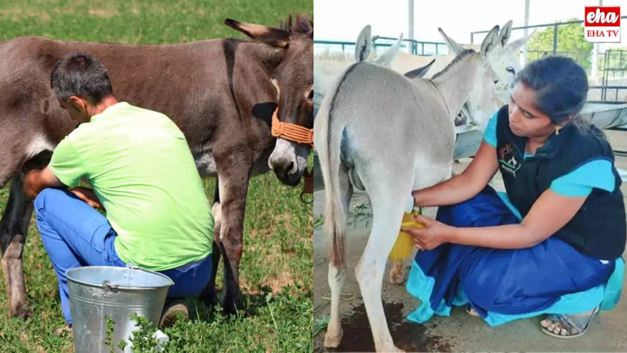 Donkey Milk Scam : గాడిదల ఫాం అంటూ 80 నుంచి 100 కోట్ల స్కాం