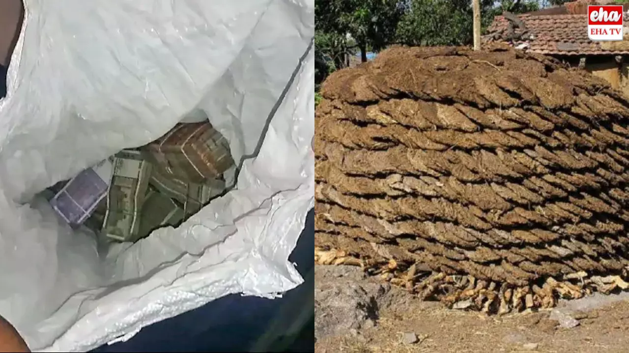 20 Lakhs In Cow Dung : రూ.20 లక్షలు ఎత్తుకెళ్లాడు.. ఆవు పేడలో దాచాడు..!