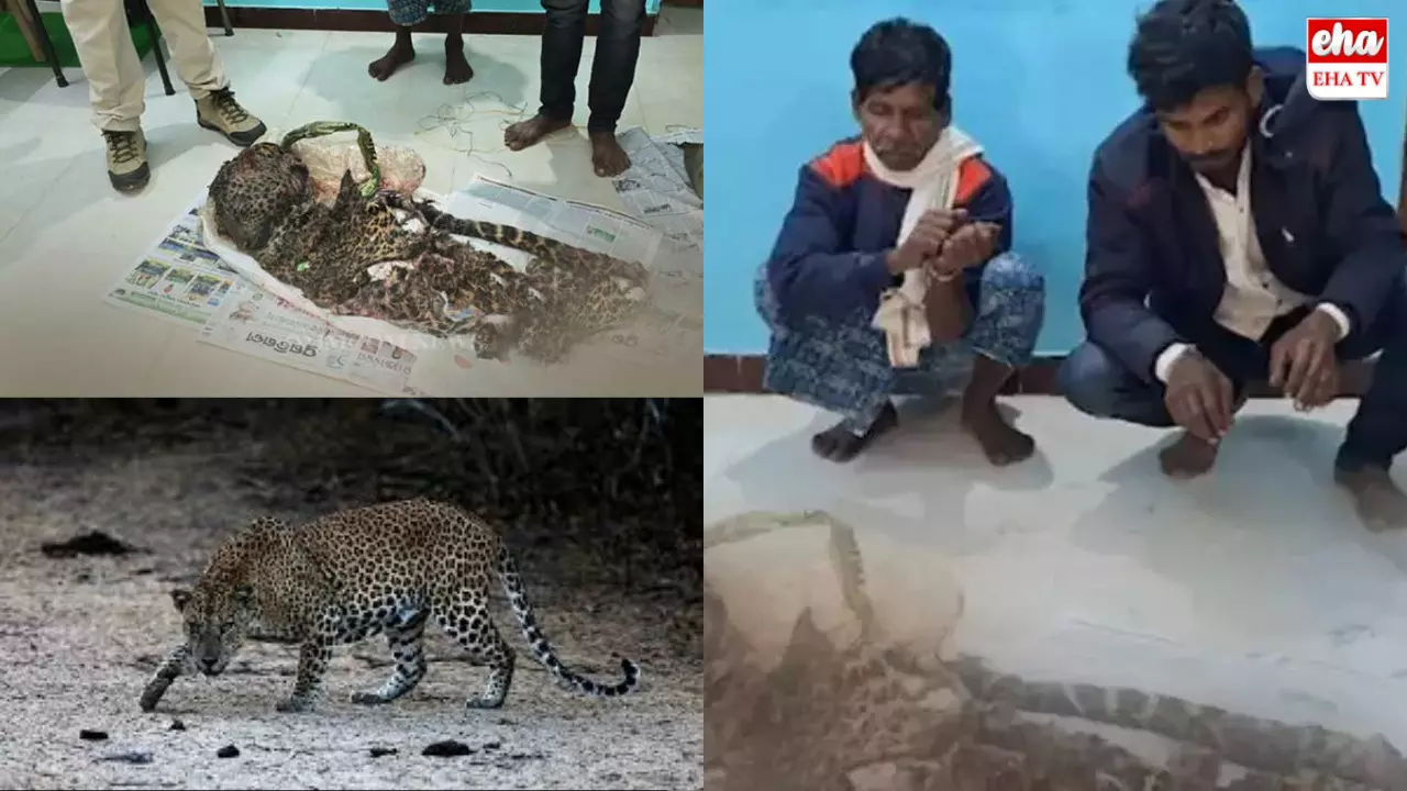 Odisha Leopard Hunt : చిరుతను చంపి వండుకొని తిన్న వేటగాళ్లు