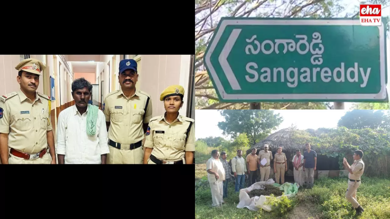 Sangareddy : కక్కుర్తికి పోయి గంజాయి సాగు చేశాడు.. కట్‌చేస్తే కటకటాల్లోకి..!