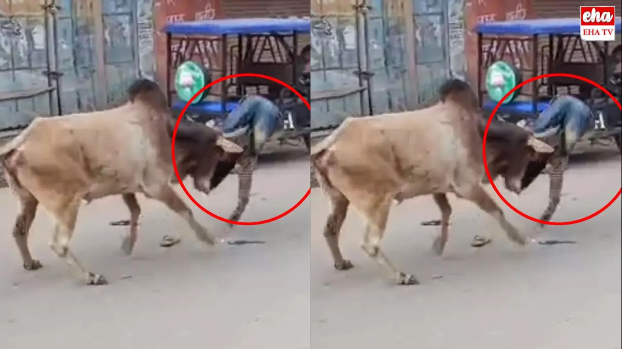 Ox Attack Viral Video : ఎద్దుకు తిక్కరేగింది.. రోడ్డుపై బీభత్సం సృష్టించింది! 15 మందిని గాయపర్చింది!