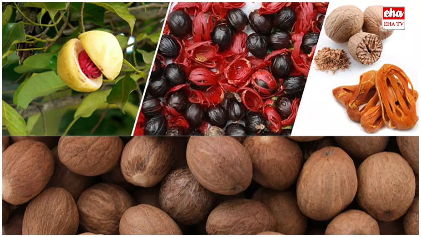 Health Benefits of Nutmeg :   జాజికాయ వల్ల ఆరోగ్య ప్రయోజనాలు.. రోజు రాత్రి జాజికాయను ఇలా వాడండి..