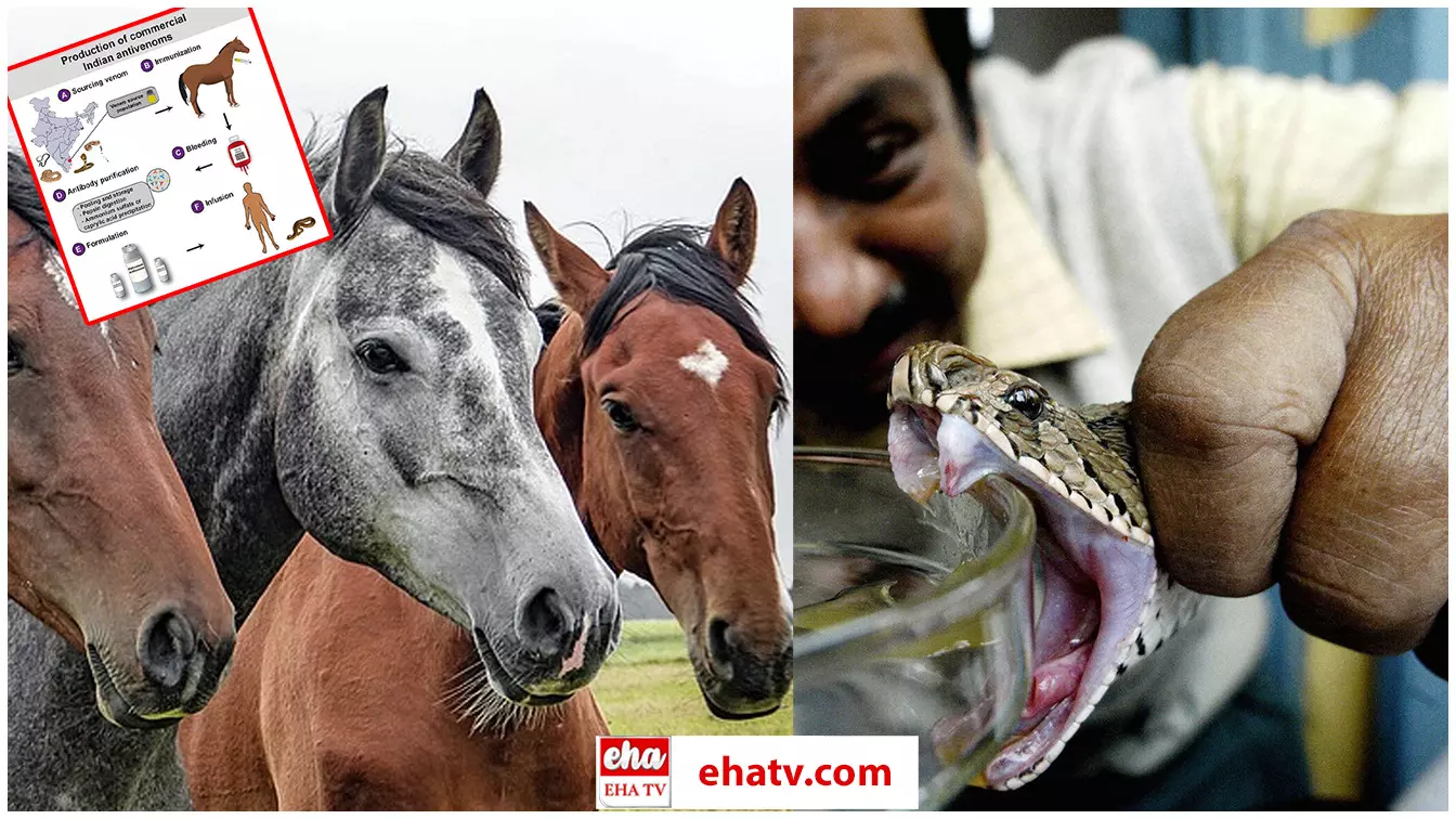 How To Treat A Snake Bite : పాము విషానికి గుర్రమే విరుగుడు.. ఎలా అంటే..!