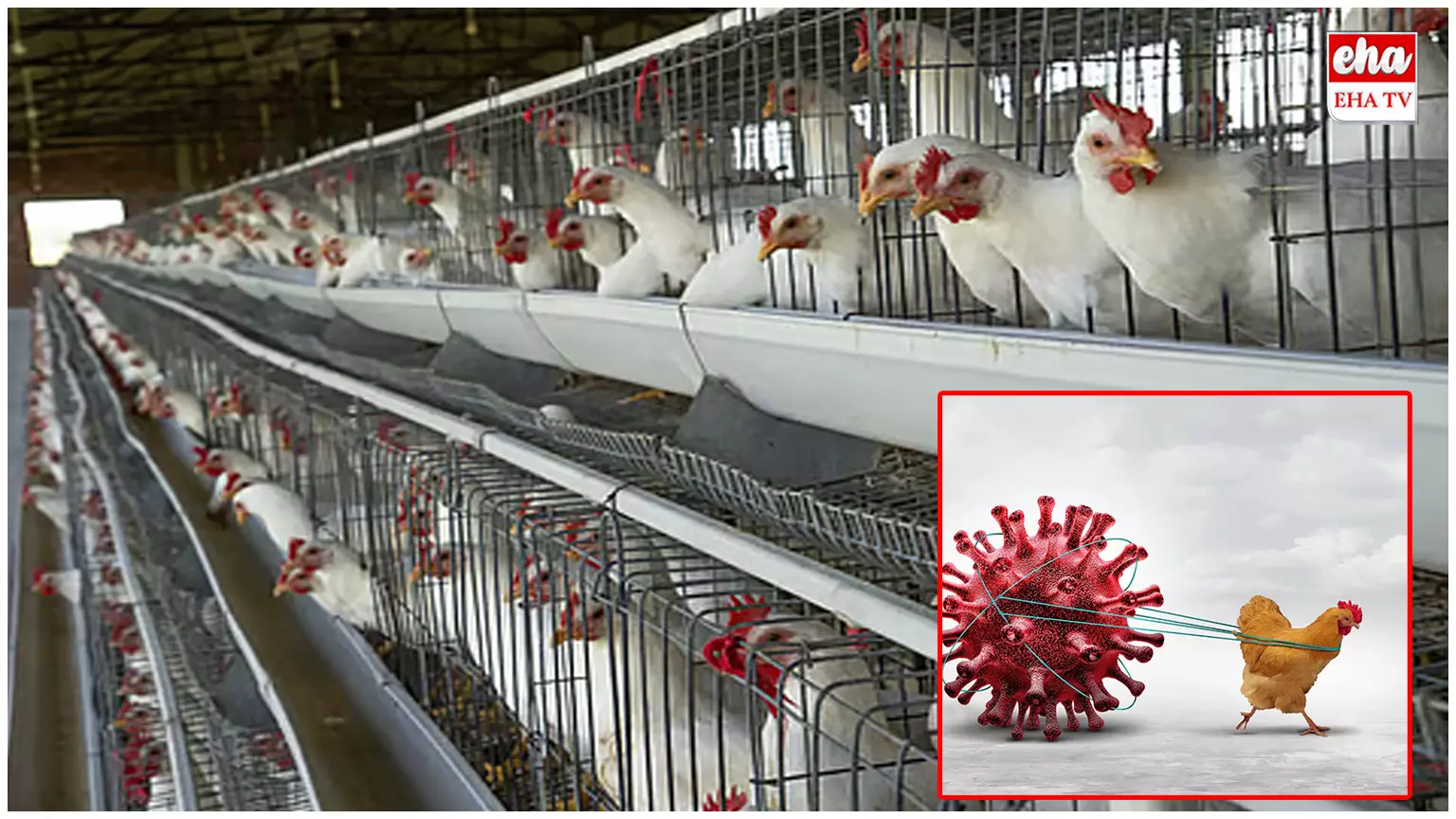 Chicken virus:  చికెన్ ప్రియులూ జర జాగ్రత్త.. అంతుచిక్కని వైరస్‌తో భారీగా చనిపోతున్న కోళ్లు