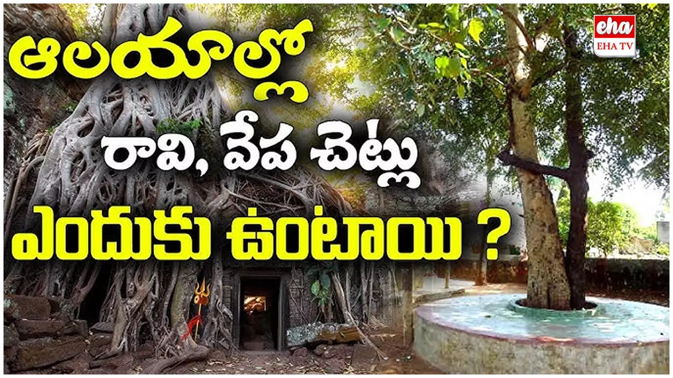 Hindu Tradition :  దేవాలయాల్లో రావిచెట్టు, వేపచెట్టు ఎందుకు  కలిసి ఉంటాయి.!