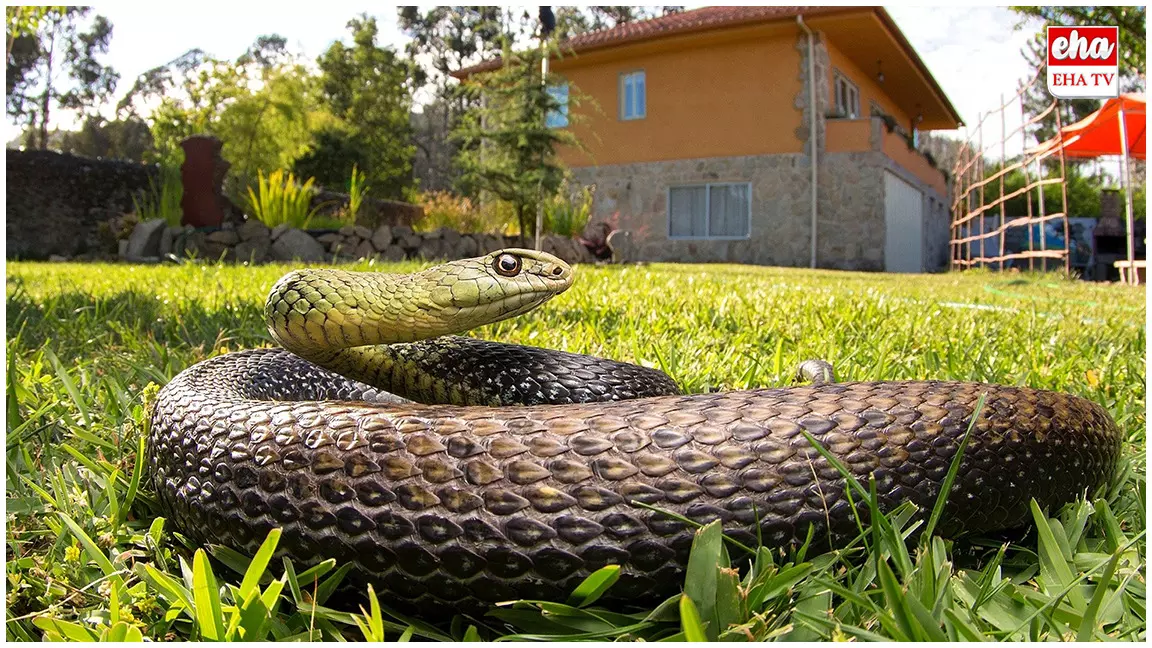 Snake in the House? : పాము ఇంట్లోకి వచ్చిందా.. వీటిని పిచికారీ చేస్తే దరిదాపుల్లో కూడా ఉండదు..!